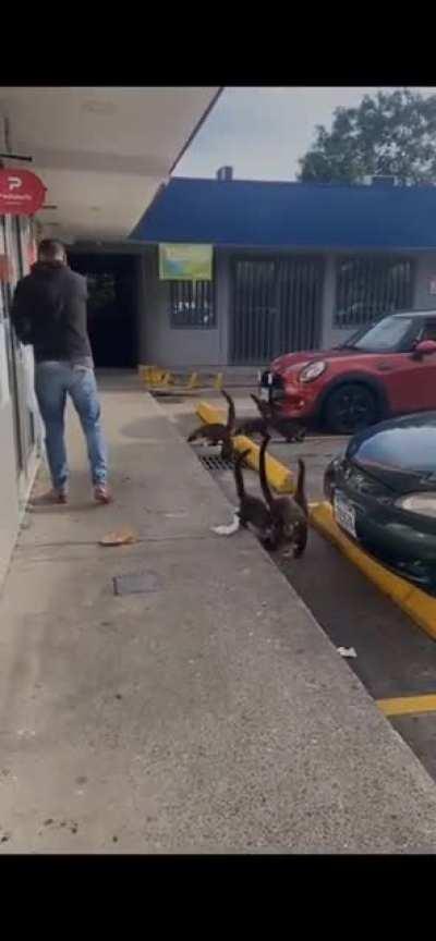 Pisotes in Costa Rica are real cabrones