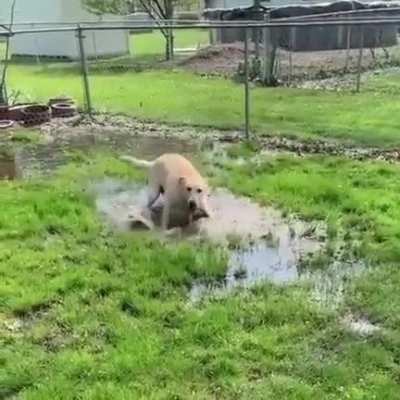 Blind dog cute reaction to finding a puddle