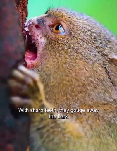 🔥 A monkey so small, it fits in the palm of your hand