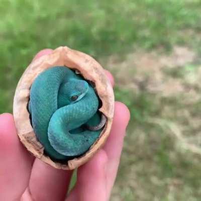 Unveiling this baby pit viper