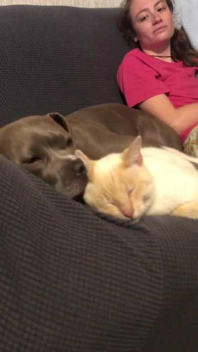 A vicious attack on a cat from a dog