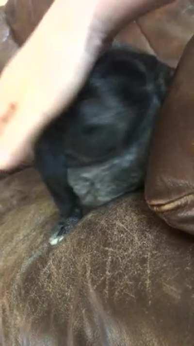 The vicious predator attacks...