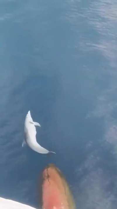 This dolphin in front of the bow. ( credit to u/SinjiOnO )