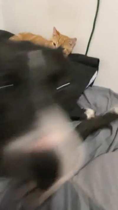 I introduce to you, my insane dog and normal cat