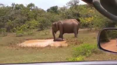 🔥 Elephant mom stomps crocodile out of its pool for her baby