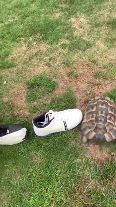 Tommy vs black shoe disguised as white shoe.