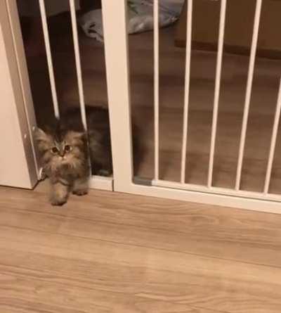 I think my hooman is not watching....ohh shit!!!