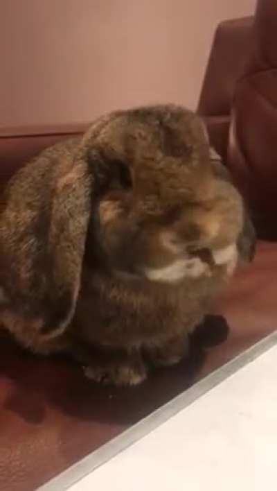 Don't mind me Human, I'm eating!