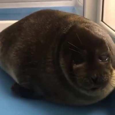 Just look at this nosie wiggle and twitch.