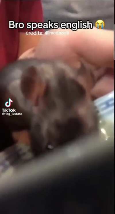 krak n the rat once they start bonding 