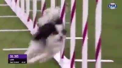 That's why i love husky