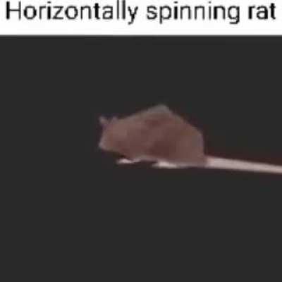 horizontally spinning rat