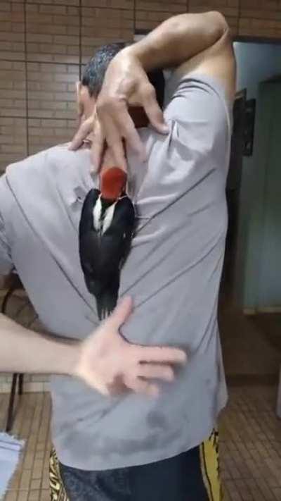 to catch a woodpecker