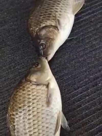 O peixe nos traiu😪