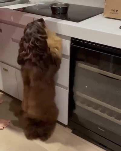 It's called the Dinner Time Jive