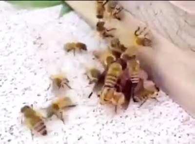Murder hornet being sent to an early grave
