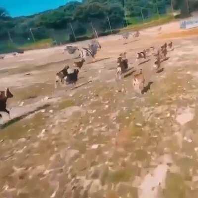 Get your drone out here!