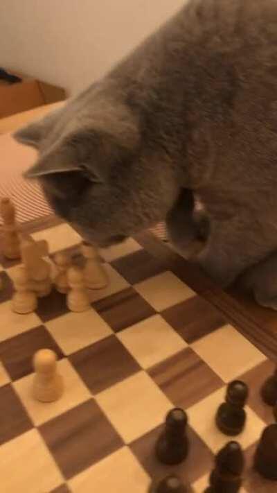 It’s called cat’s gambit