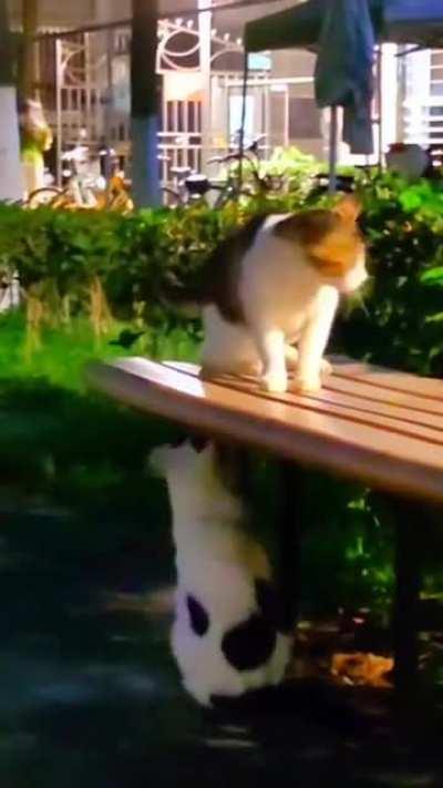 Instigating the one-eyed cat