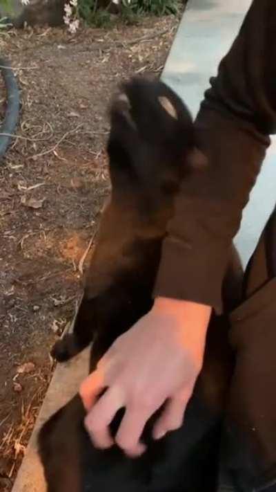 Black cats are the best cats.