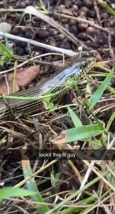 Saw this pretty fella in my yard while walking my dog. Looks like he just shed his skin. What kind of snake is it?
