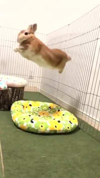 This is little Mugi! I thought I'd share my favorite Twitter bunny on the internet :)