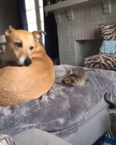 dOg uSeS JeDi mInD TrIcK AnD FoRcEs dEfEnSeLeSs kItTeN To pErIsH