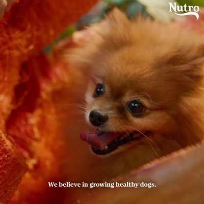NUTRO™ recipes are made with high-quality, natural ingredients to help grow happy, healthy dogs.