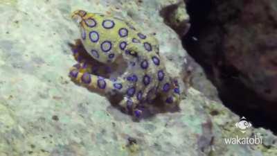 Blue-Ringed Octopus: Cute But Very Deadly!