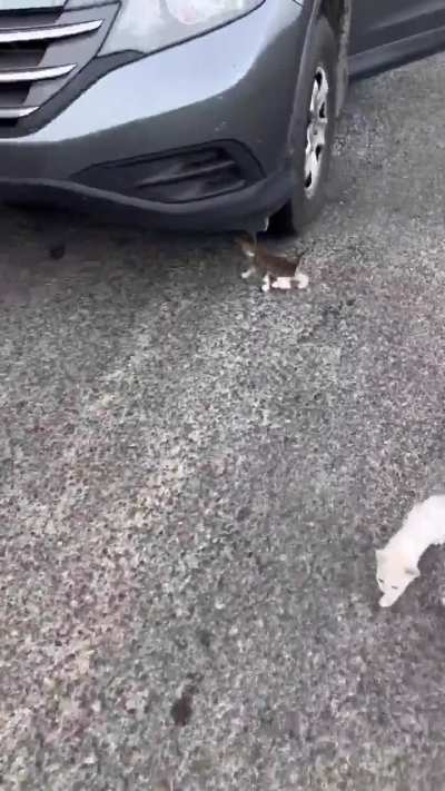 o esquema de pirâmide que é ter gato