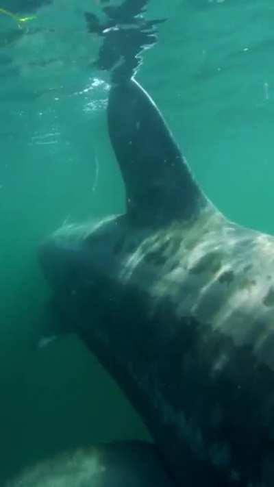 Just casually emerging from murky water