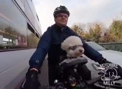 Bus closes in on cyclist resulting in a heated exchange between dog and bus driver