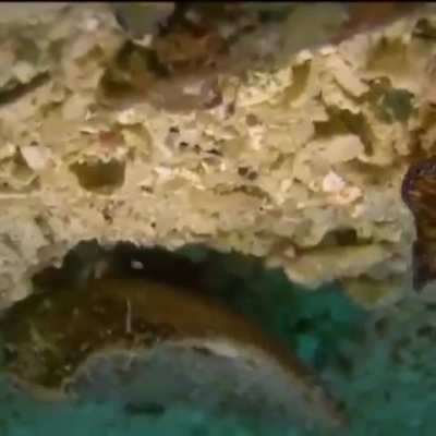 WEEEEEK 187 OF FLATWORM FRIDAY!!!