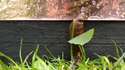 Slugs hate to touch copper. This is how we protect our vegetable.