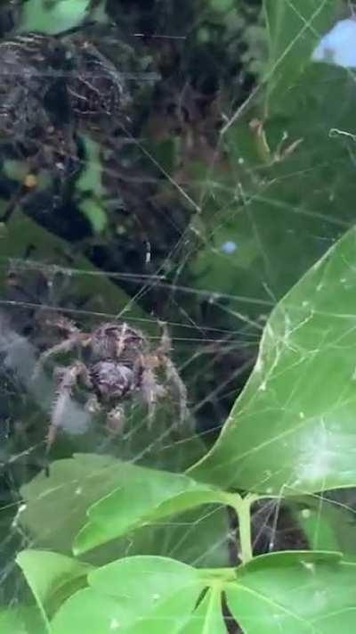 Social spiders nest.