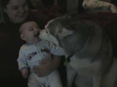 El perro llamado “Cerbero, Sabueso Asesino y Guardián de las Puertas al Inframundo” interactuando con un pequeño bebé: