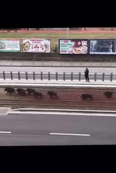 Bratislava ma nových prisťahovalcov!