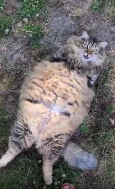 Happy chonker