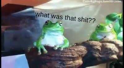 A frog can only take so much before completely losing it [Now with Text]