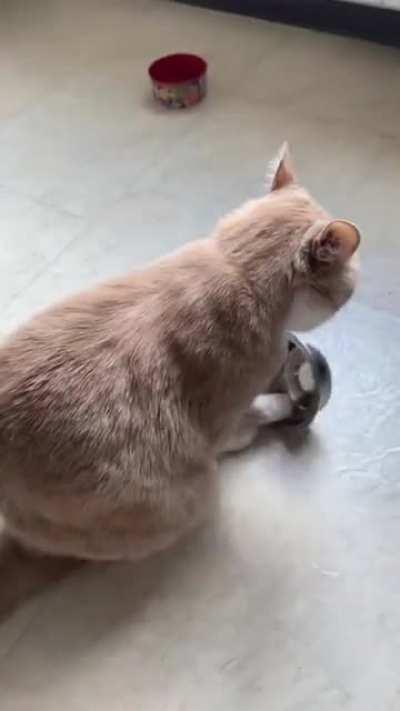 This cat is very demanding and gives 0 fks