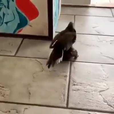 Novo meio de transporte