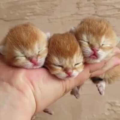 OMG! How tiny these cuties are, to fit three of them on your hand. 🥰