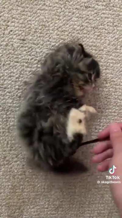 Evil woman eats wunk raw with a fork