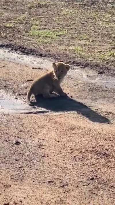 This little baby was defending, but mama knows better