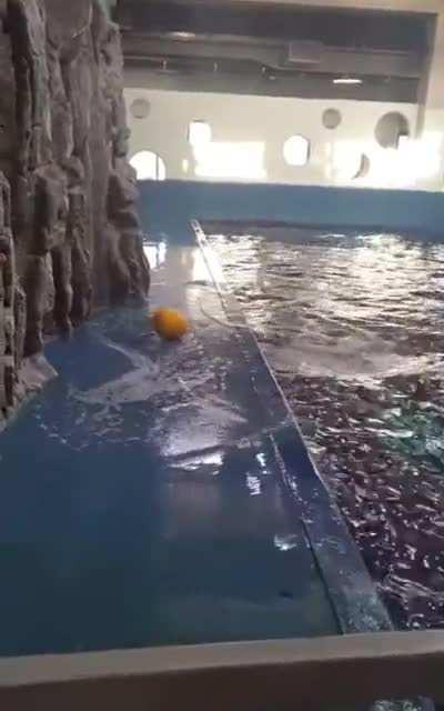 Beluga whale uses water to move toy towards itself.