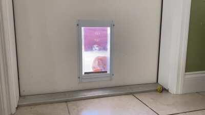 My blind cat and her Penguin