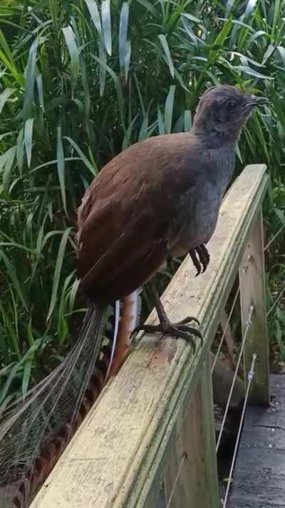 Loved the pelican post, here's a video of a magpie that I saw at the Adelaide Zoo on the weekend (sorry I'm not as good with a camera)