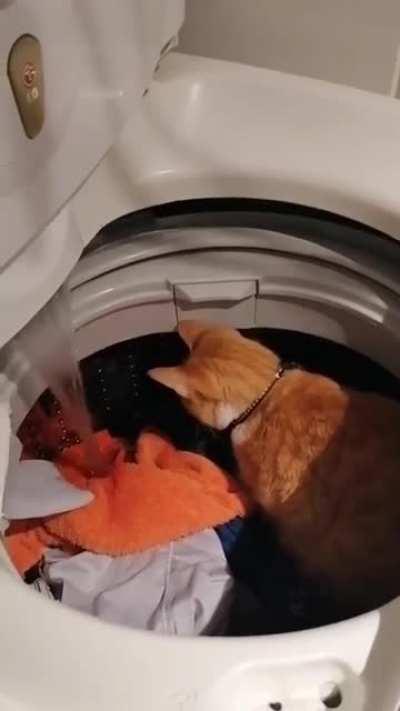 All orange cats share a single brain cell..