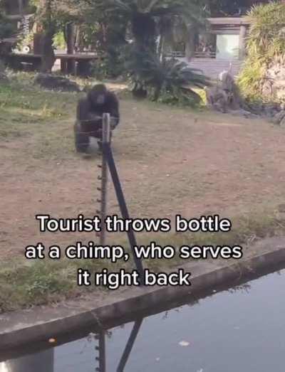 Tourist throws bottle at chimp and gets their comeuppance