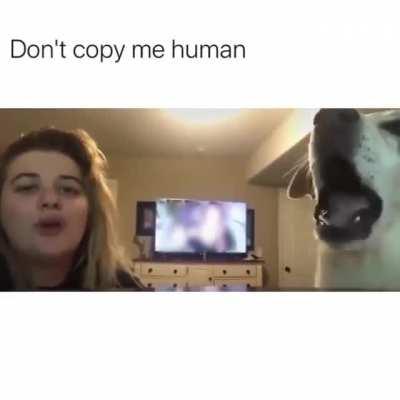 Don't copy me hooman